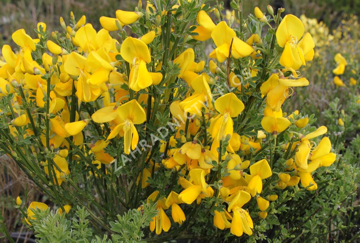 Čilimník 'Vanesse' - Cytisus 'Vanesse'