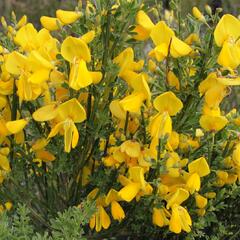 Čilimník 'Vanesse' - Cytisus 'Vanesse'