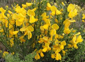 Čilimník 'Vanesse' - Cytisus 'Vanesse'