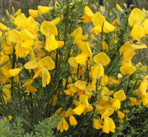 Čilimník 'Vanesse' - Cytisus 'Vanesse'