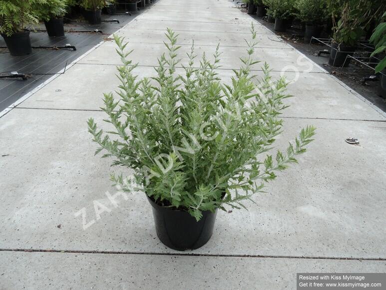 Perovskie lebedolistá 'Blue Spire' - Perovskia atriplicifolia 'Blue Spire'