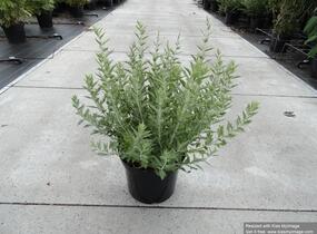Perovskie lebedolistá 'Blue Spire' - Perovskia atriplicifolia 'Blue Spire'