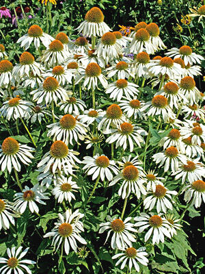 Třapatkovka nachová 'Happy Star' - Echinacea purpurea 'Happy Star'