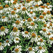 Třapatkovka nachová 'Happy Star' - Echinacea purpurea 'Happy Star'