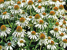 Třapatkovka nachová 'Happy Star' - Echinacea purpurea 'Happy Star'