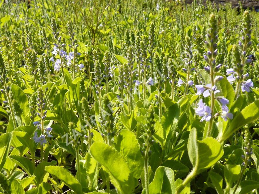 Rozrazil rozprostřený 'Flos 1' - Veronica prostrata 'Flos 1'