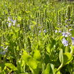 Rozrazil rozprostřený 'Flos 1' - Veronica prostrata 'Flos 1'