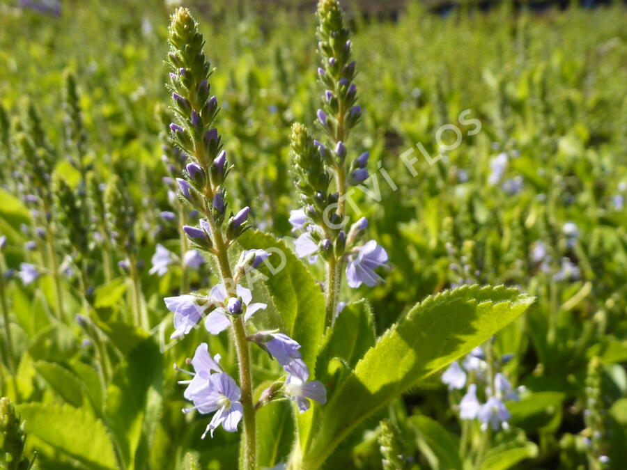Rozrazil rozprostřený 'Flos 1' - Veronica prostrata 'Flos 1'