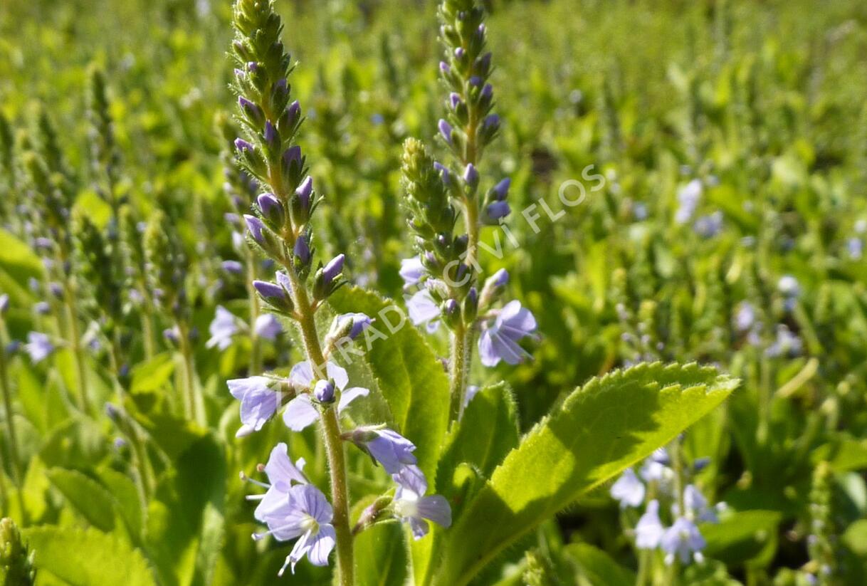 Rozrazil rozprostřený 'Flos 1' - Veronica prostrata 'Flos 1'
