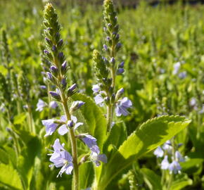 Rozrazil rozprostřený 'Flos 1' - Veronica prostrata 'Flos 1'