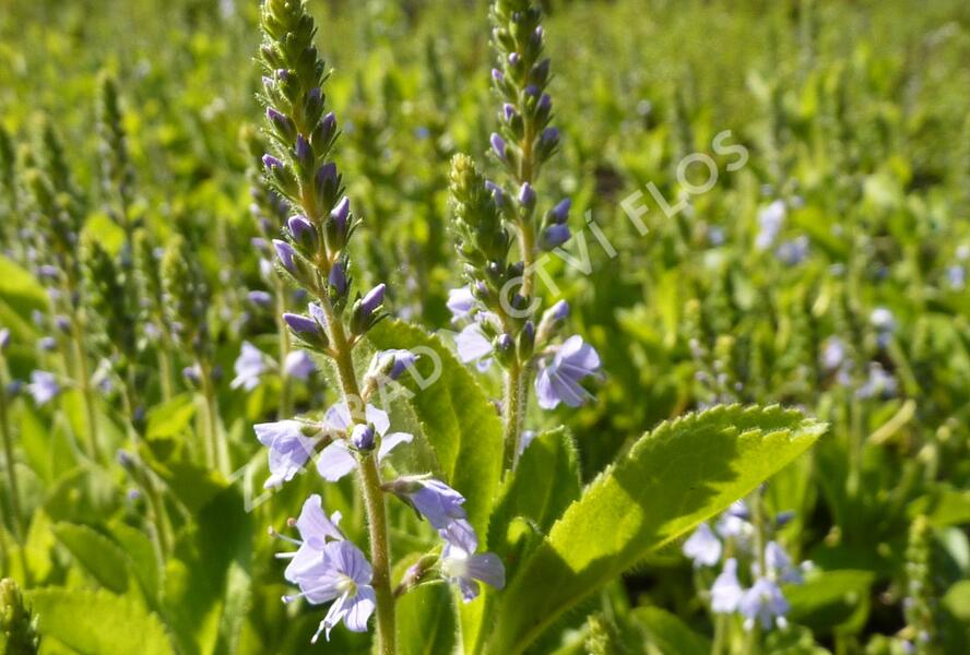 Rozrazil rozprostřený 'Flos 1' - Veronica prostrata 'Flos 1'