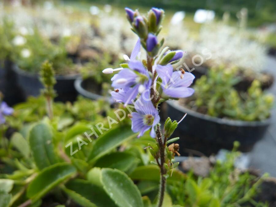 Rozrazil rozprostřený 'Flos 1' - Veronica prostrata 'Flos 1'