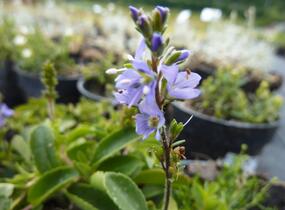 Rozrazil rozprostřený 'Flos 1' - Veronica prostrata 'Flos 1'