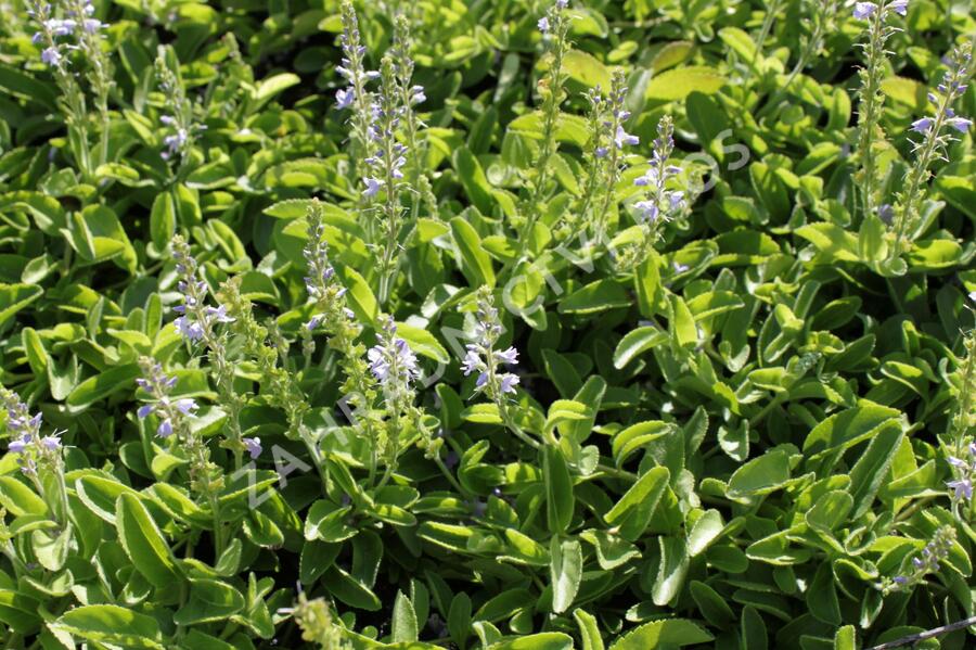 Rozrazil rozprostřený 'Flos 1' - Veronica prostrata 'Flos 1'