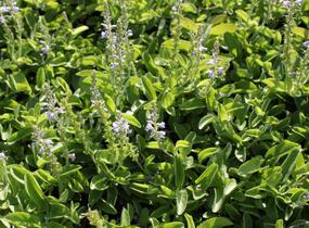 Rozrazil rozprostřený 'Flos 1' - Veronica prostrata 'Flos 1'