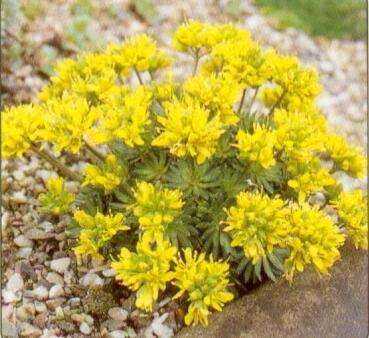 Chudina drsnoplodá - Draba lasiocarpa