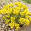 Chudina drsnoplodá - Draba lasiocarpa