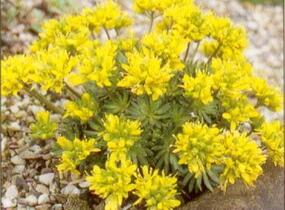 Chudina drsnoplodá - Draba lasiocarpa