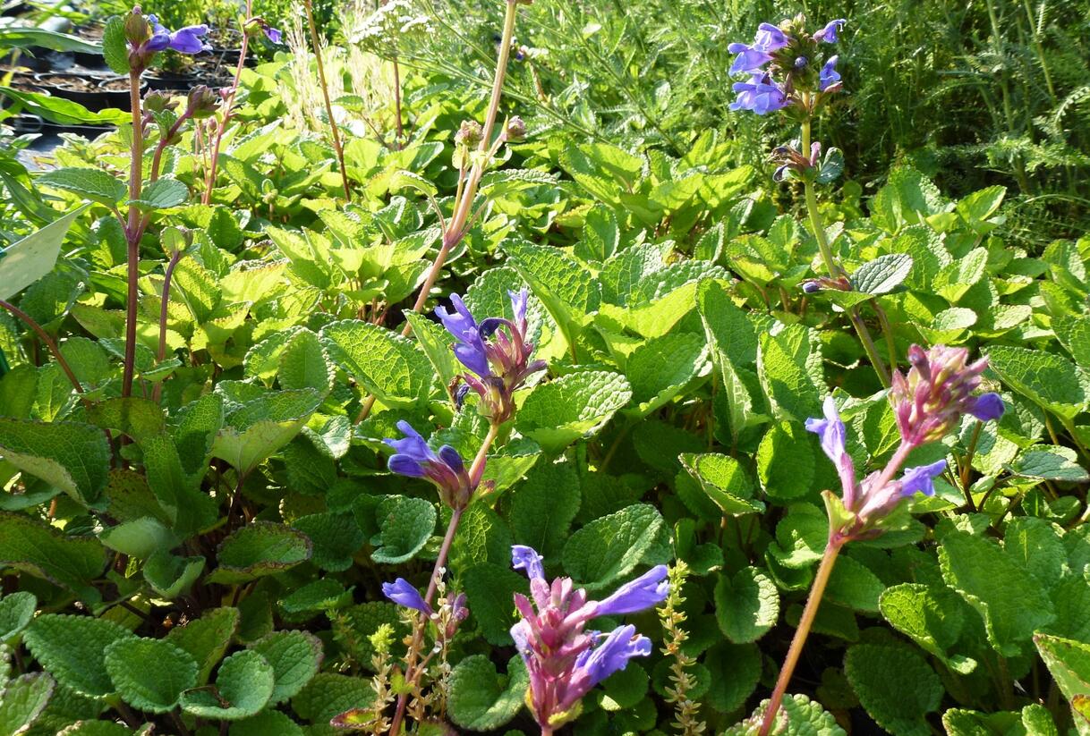 Včelník - Dracocephalum rupestre