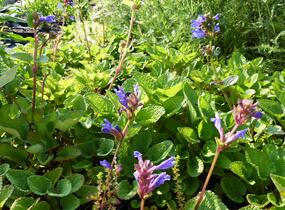 Včelník - Dracocephalum rupestre