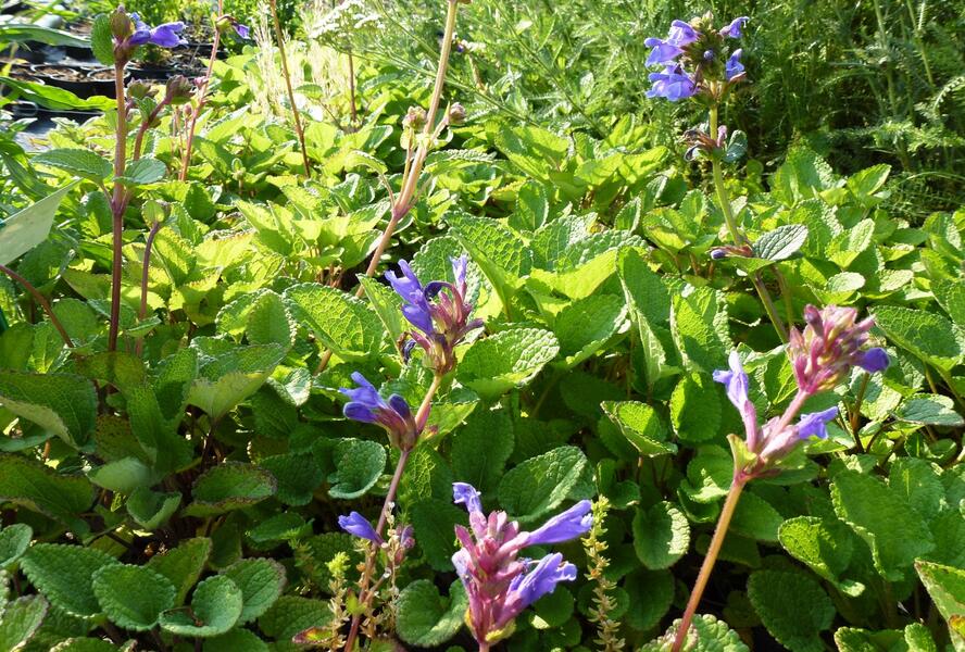 Včelník - Dracocephalum rupestre