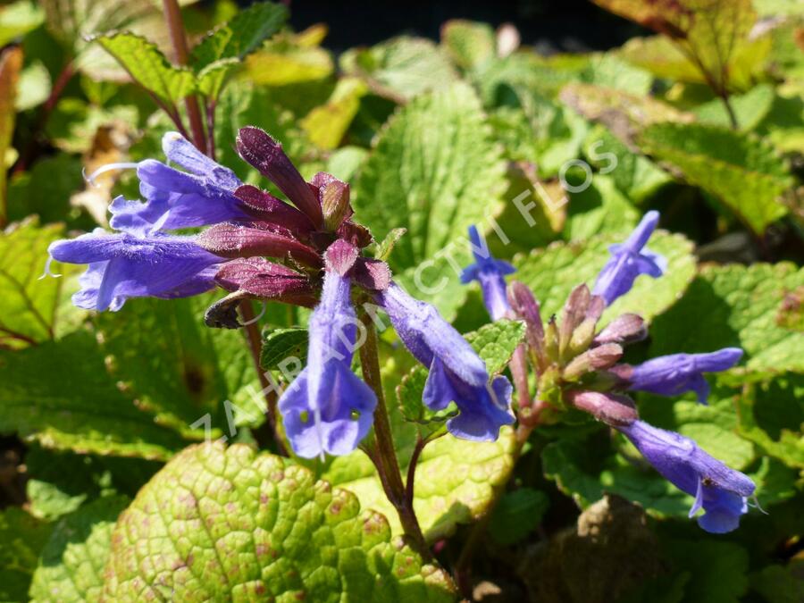 Včelník - Dracocephalum rupestre