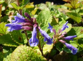 Včelník - Dracocephalum rupestre