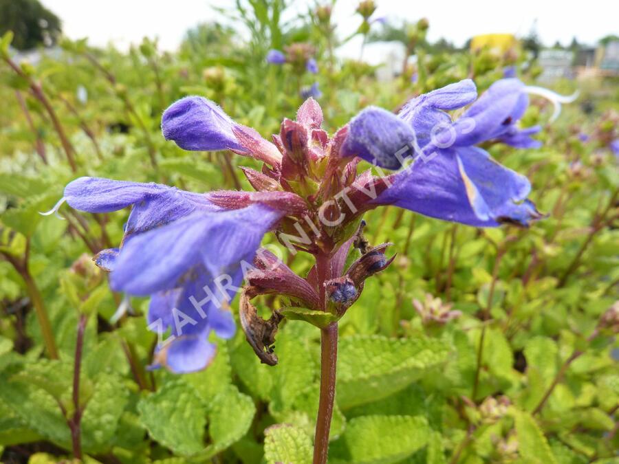 Včelník - Dracocephalum rupestre
