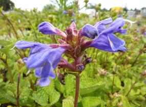 Včelník - Dracocephalum rupestre