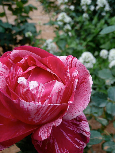 Růže velkokvětá 'Henri Matisse' - Rosa VK 'Henri Matisse' ('Delstrobla')