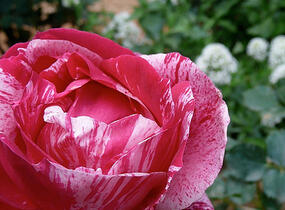 Růže velkokvětá 'Henri Matisse' - Rosa VK 'Henri Matisse' ('Delstrobla')