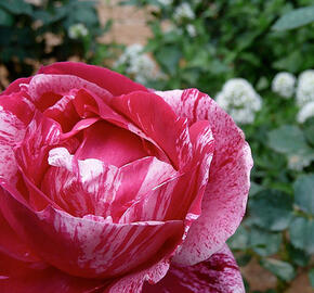 Růže velkokvětá 'Henri Matisse' - Rosa VK 'Henri Matisse' ('Delstrobla')