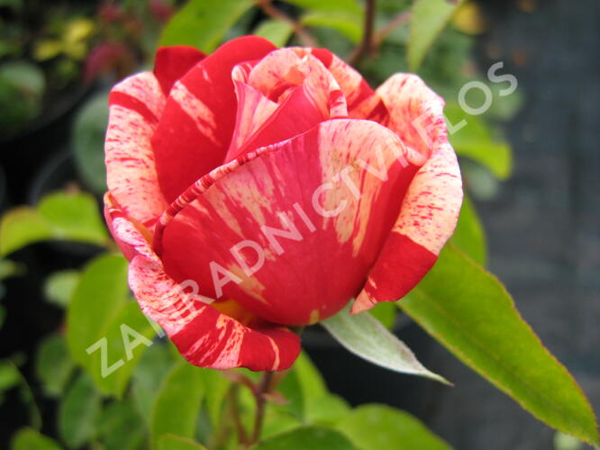 Růže velkokvětá 'Henri Matisse' - Rosa VK 'Henri Matisse' ('Delstrobla')