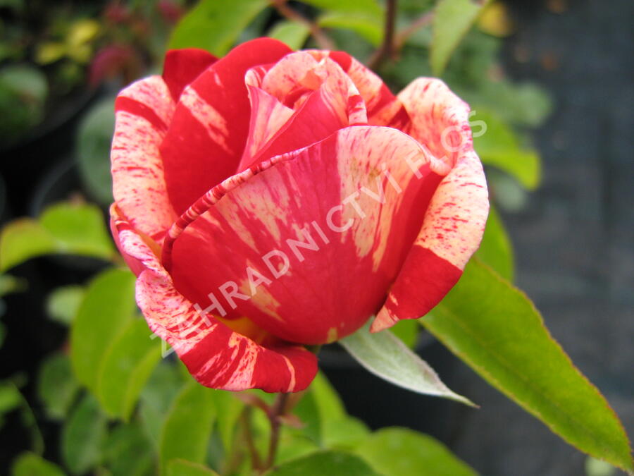 Růže velkokvětá 'Henri Matisse' - Rosa VK 'Henri Matisse' ('Delstrobla')