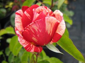 Růže velkokvětá 'Henri Matisse' - Rosa VK 'Henri Matisse' ('Delstrobla')