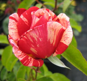 Růže velkokvětá 'Henri Matisse' - Rosa VK 'Henri Matisse' ('Delstrobla')