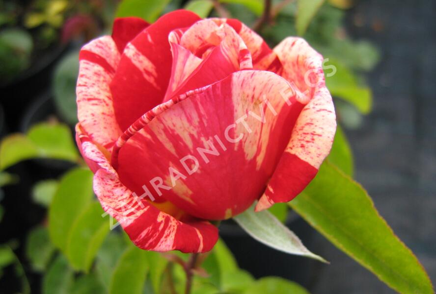 Růže velkokvětá 'Henri Matisse' - Rosa VK 'Henri Matisse' ('Delstrobla')