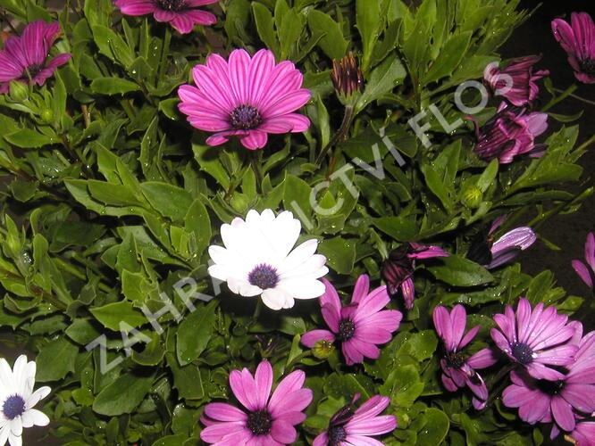 Dvoutvárka 'Impassion Creme Pink' - Osteospermum ecklonis 'Impassion Creme Pink'