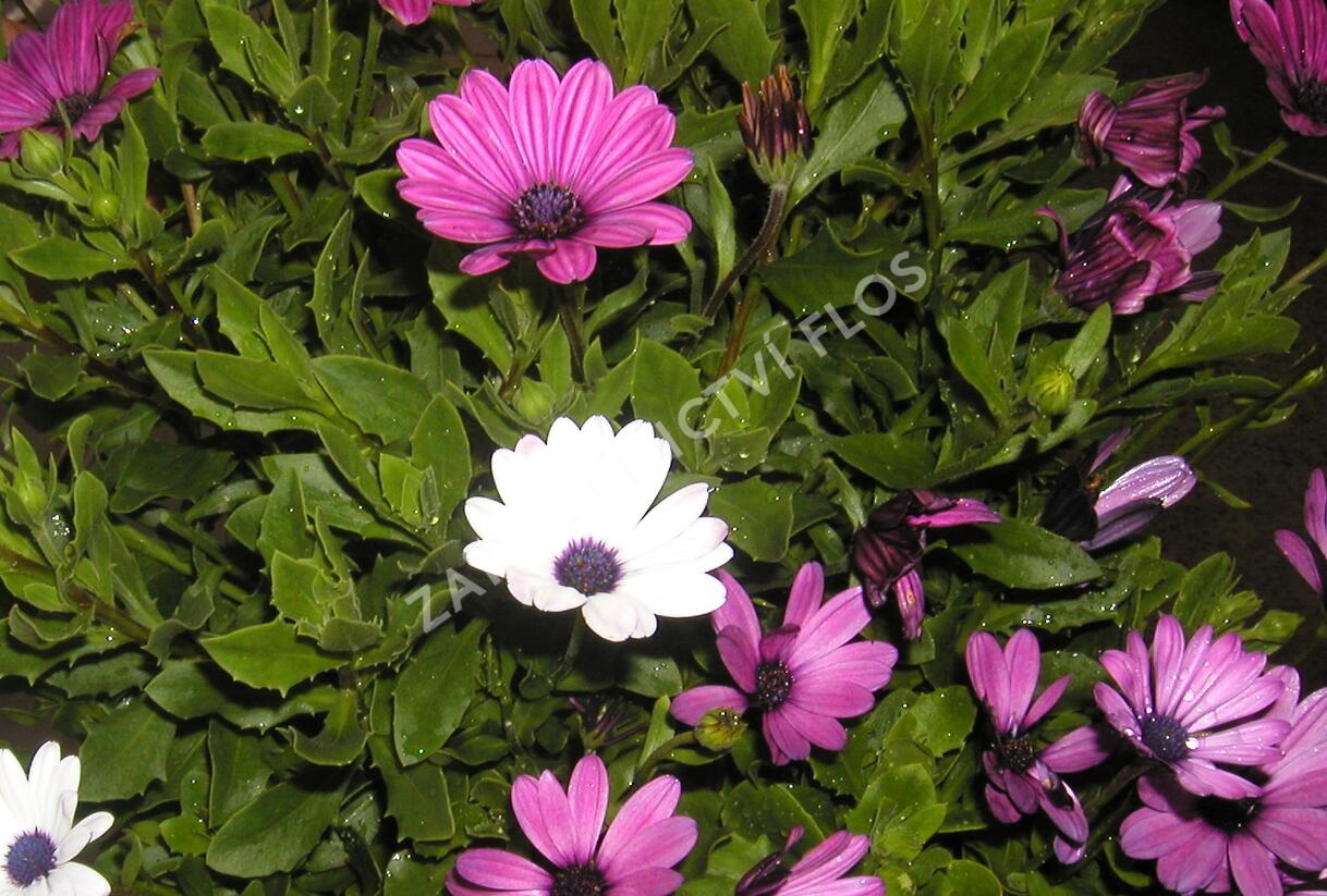 Dvoutvárka 'Impassion Creme Pink' - Osteospermum ecklonis 'Impassion Creme Pink'