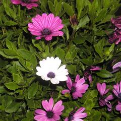 Dvoutvárka 'Impassion Creme Pink' - Osteospermum ecklonis 'Impassion Creme Pink'