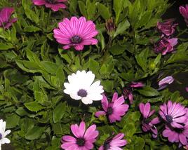Dvoutvárka 'Impassion Creme Pink'