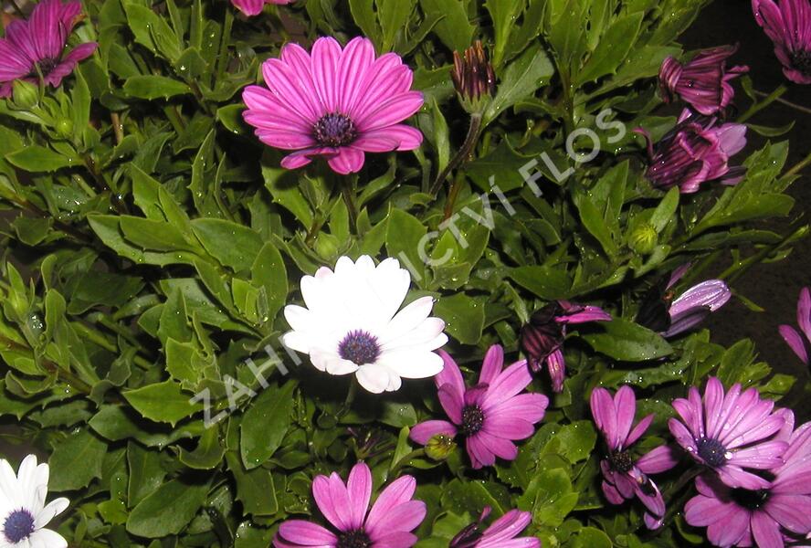 Dvoutvárka 'Impassion Creme Pink' - Osteospermum ecklonis 'Impassion Creme Pink'