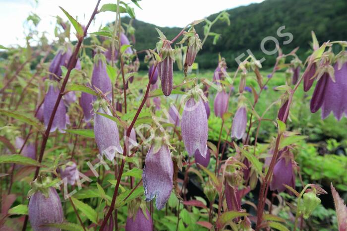 Zvonek tečkovaný 'Rubra' - Campanula punctata 'Rubra'