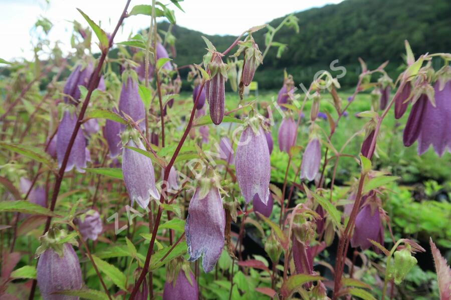 Zvonek tečkovaný 'Rubra' - Campanula punctata 'Rubra'