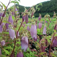 Zvonek tečkovaný 'Rubra' - Campanula punctata 'Rubra'