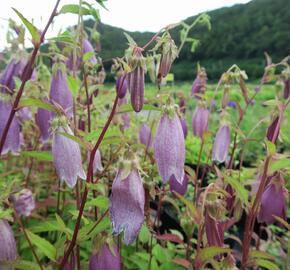 Zvonek tečkovaný 'Rubra' - Campanula punctata 'Rubra'