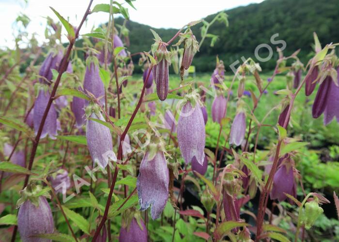 Zvonek tečkovaný 'Rubra' - Campanula punctata 'Rubra'