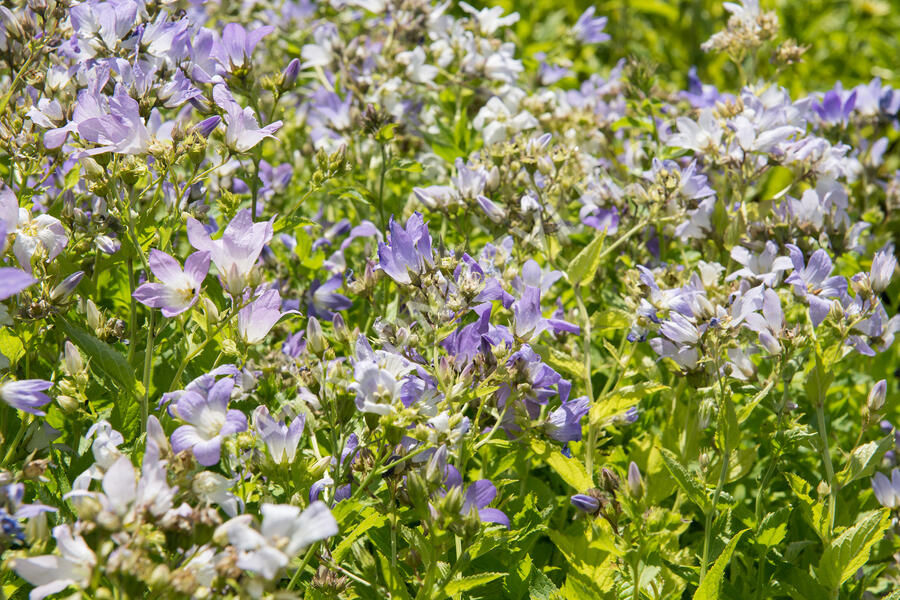 Zvonek bělokvětý - Campanula lactiflora