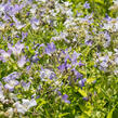 Zvonek bělokvětý - Campanula lactiflora