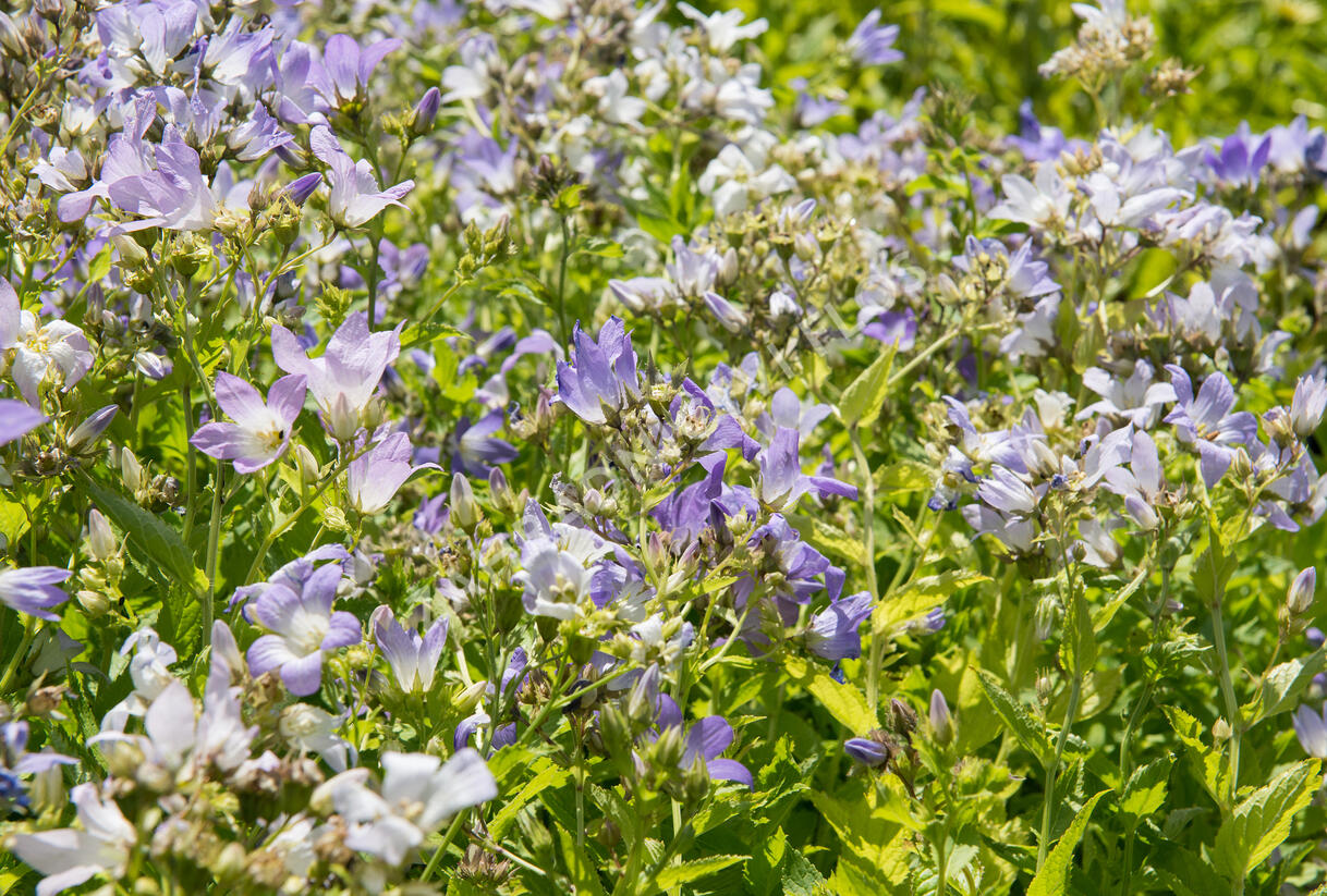 Zvonek bělokvětý - Campanula lactiflora